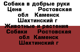 Собака в добрые руки  › Цена ­ 10 - Ростовская обл., Каменск-Шахтинский г. Животные и растения » Собаки   . Ростовская обл.,Каменск-Шахтинский г.